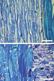 Image result for Androstachys