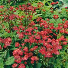 Zwerg Sterndolde Ruby Wedding Beetstauden Pflanzen Schattenpflanzen Garten Schattenpflanzen