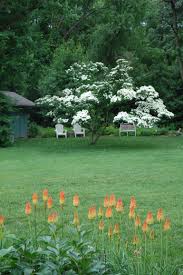 Cornus Kousa Trees To Plant Perennial Garden Spring Tree