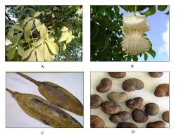 Image result for Adansonia digitata