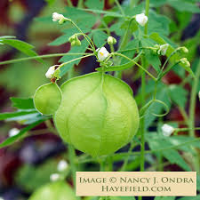 Image result for Cardiospermum halicacabum