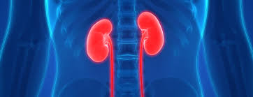 Each kidney is about 4 or 5 inches long, roughly the size of a large fist. Living Kidney Donor Transplant Conditions Treatments Ucsf Health