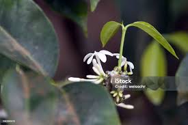 Image result for Pleiocarpa