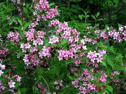 Weigela Bushes Make Attractive Foundation Borders For Your Home But They Command Just As Much Attention When They Flower Garden Plans Weigela Bush Bush Garden