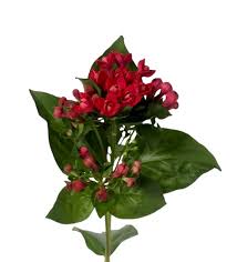 Image result for Bouffordia