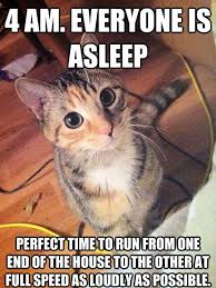 Funny Capt Pictures With Captions Sayings Photos 4am Lolcaption Cat Quotes Funny Funny Animal Memes Funny Cats