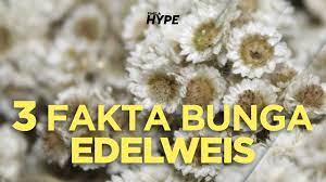 Bunga edelweis belakangan kembali mencuat ke publik karena adanya ulah usil sekelompok pendaki di gunung buthak, jawa. 3 Fakta Bunga Edelweis Youtube