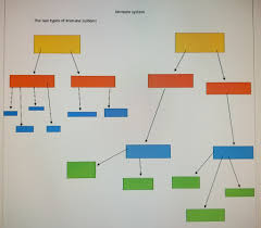 Immune System Flow Chart Diagram Quizlet