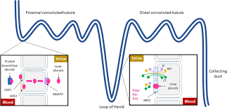 Image result for Loop Diuretic
