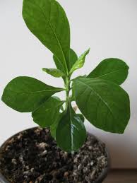 Image result for Coddia rudis