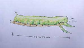 クチナシの葉が丸坊主に オオスカシバのしわざかも Lovegreen ラブグリーン