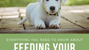 Sometimes, i soak my dogs' dry food in warm water for 15 or 20 minutes before i feed them. Everything You Need To Know About Feeding A Puppy Pethelpful