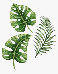 Transparent Monstera Leaf Png Philodendron Monstera Drawing Png Download Transparent Png Image Pngitem Download this free hd photo of plant, white, minimal and green by sarah dorweiler (@sarahdorweiler). transparent monstera leaf png