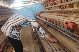 Kandang berguna untuk menjaga agar unggas peliharaan tidak berkeliaran, memudahkan. Sarana Budidaya Dari Sebuah Unggas Petelur Your All In One Event Partner Solution