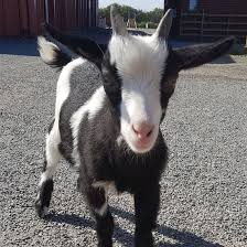 See more ideas about zoo animals, mobile petting zoo, farm. Hardy S Animal Farm Petting Zoo Ingoldmells 305 Reviews 350 Photos Facebook