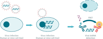 But dsrna is a kind of molecule that cells do not produce, and eukaryotic hosts have various antiviral systems that detect and inactivate dsrna. Dsrna Htrf Kit Cisbio
