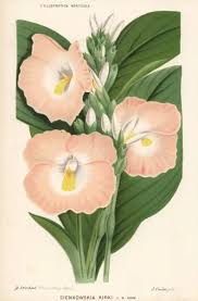 Image result for Siphonochilus