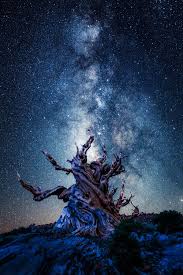 Tree Of The Ancients Bruxas All Nature Astronomia