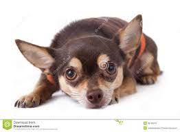 Cute Chihuahua Dog Perros Chihuahua Perros Chihuahua