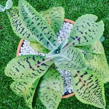 Image result for Kalanchoe gastonis-bonnieri