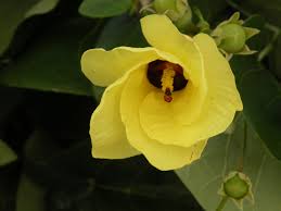 Image result for Hibiscus tiliaceus