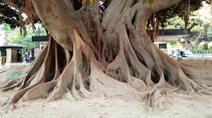 The tree is a designated city landmark and part of the california register of big trees. One Of The Largest Moreton Bay Figs Ficus Macrophylla In The World Found In Valencia Spain Youtube