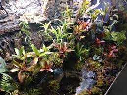 Image result for Nesaea sarcophylla