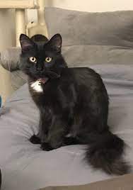 Finally Got Mange In A Good Light Hello There Bright People Are You Catlover Or Have You Any Pretty Cats I Think You Love A Kitty Face So Kedi Siyah