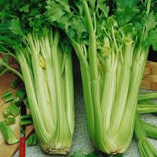 Check spelling or type a new query. Celery Seeds Tall Utah 52 70