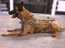 This harness option is typically made of a mesh material that comes in a range of colors and patterns. Why Military Dog Harnesses And Vests Are Great Things The Yucatan Times