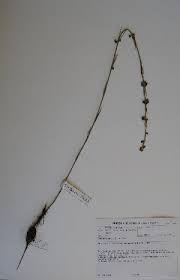 Image result for Aspidoglossum hirundo