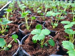 Vanzare stoloni capsuni vand stoloni de capsuni la 0,50 bani buc, soiuri renumite elsanta si premiat. Capsuni Curgatori 2021