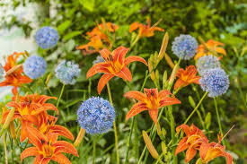 Image result for Cycnium jamesii