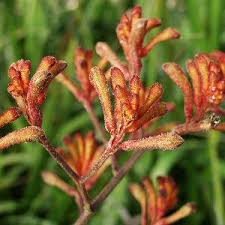 Image result for Anigozanthos