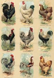 Chicken Breed Chart Chickens Backyard Pet Chickens