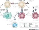 T cell activation of b cell