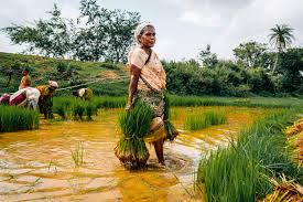 3,020 likes · 3 talking about this. Farming Cambridge Encyclopedia Of Anthropology