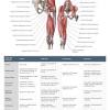 Anterior, lateral and posterior leg muscles. 1