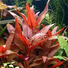 Image result for Ludwigia senegalensis