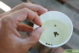 Spices are used in dried form while herbs can be used either fresh or dried. How To Grow Herb Gardens From Seed 6 Steps With Pictures