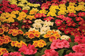 Image result for Primula