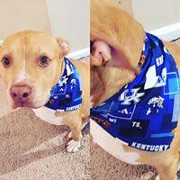 Im A Fan Of Big Blue Dog Spaw Are You