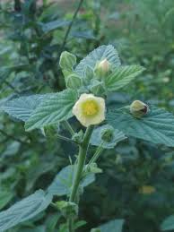 Image result for Sida serratifolia