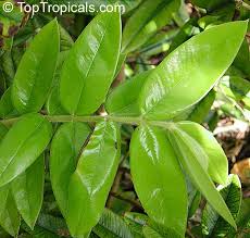 Image result for Diospyros pseudomespilus