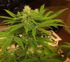 We did not find results for: Garden Of Green Seeds 420 Magazine