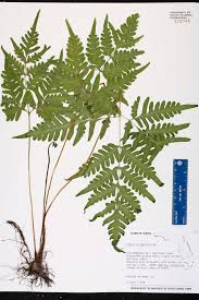 Image result for Pteris tripartita