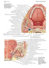 Pin On Anatomy