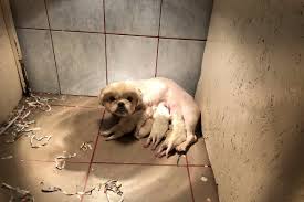 @politie nijmegen, even voor de goede orde: Nederland Blijft Paradijs Voor Oost Europese Broodfokkers Animals Today