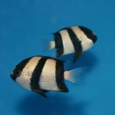 Black And White Striped Catfish Aquarium 3 Stripe Damsel Dascyllus Aruanus Small Stripe Damsel Beautiful Fish