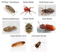 Image result for Bed Bug